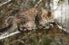 naatan145weeks3320146_small.jpg