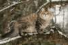 naatan145weeks3320147_small.jpg