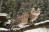 naatan145weeks332014_small.jpg