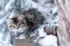 naataninabluewinterday011720149_small.jpg