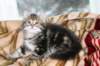 nehemiaboyimg_6650_small.jpg