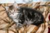 nehemiaboyimg_6653_small.jpg