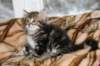 nehemiaboyimg_6655_small.jpg