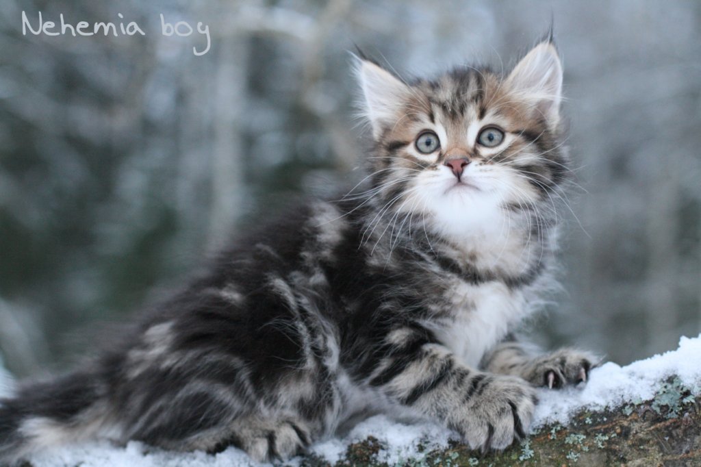 nehemiaboyimg_6854.jpg