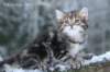 nehemiaboyimg_6854_small.jpg
