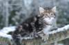 nehemiaboyimg_6856_small.jpg