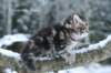 nehemiaboyimg_6857_small.jpg