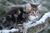 nehemiaboyimg_6860_small.jpg