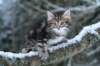nehemiaboyimg_6861_small.jpg