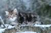 nehemiaboyimg_6871_small.jpg