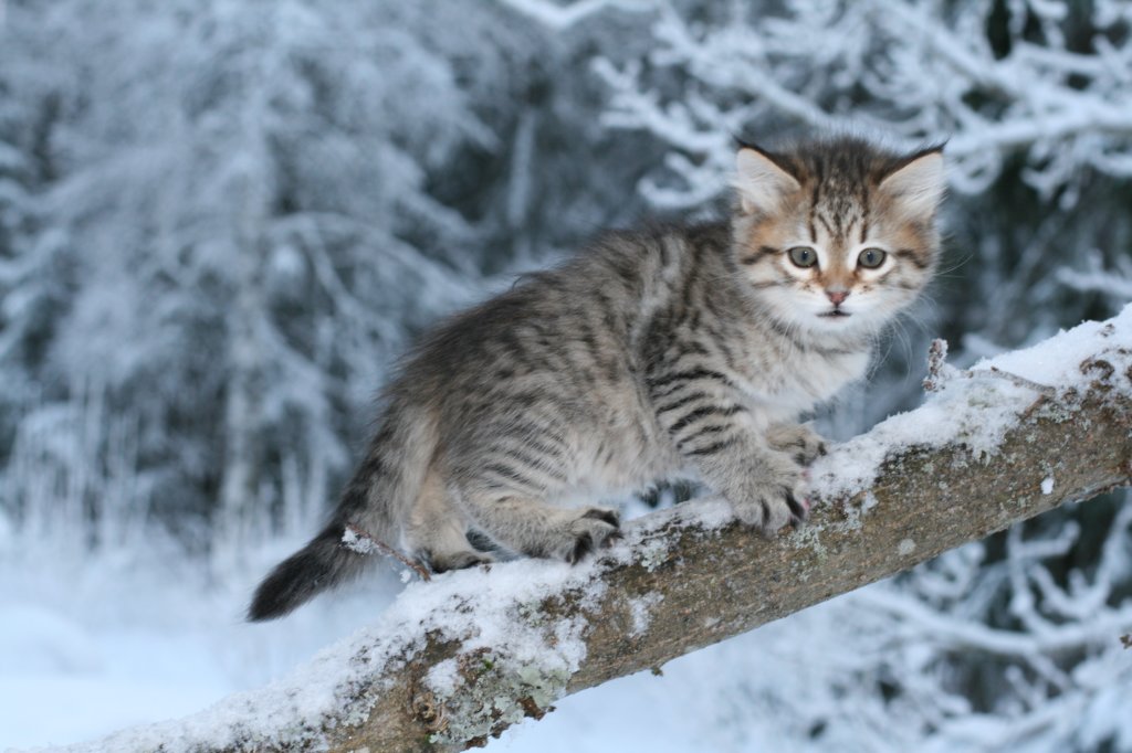 nerigirl8weeksinabluewinterday01172014.jpg