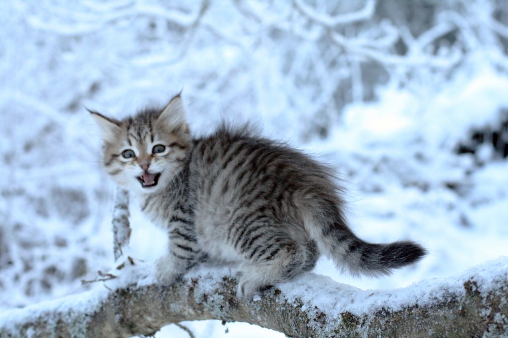 nerigirl8weeksinabluewinterday0117201410.jpg