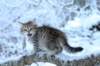 nerigirl8weeksinabluewinterday0117201410_small.jpg
