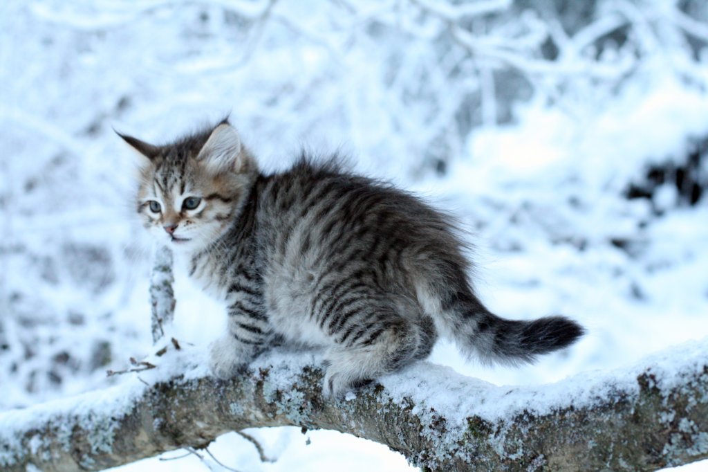 nerigirl8weeksinabluewinterday0117201411.jpg