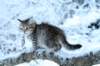 nerigirl8weeksinabluewinterday0117201411_small.jpg