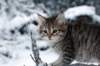 nerigirl8weeksinabluewinterday0117201412_small.jpg