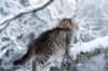 nerigirl8weeksinabluewinterday0117201413_small.jpg