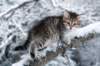 nerigirl8weeksinabluewinterday0117201414_small.jpg