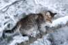 nerigirl8weeksinabluewinterday0117201415_small.jpg