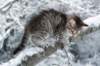 nerigirl8weeksinabluewinterday0117201416_small.jpg