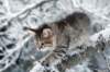 nerigirl8weeksinabluewinterday0117201418_small.jpg