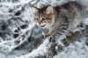 nerigirl8weeksinabluewinterday0117201419_small.jpg