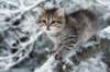 nerigirl8weeksinabluewinterday0117201420_small.jpg