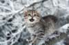 nerigirl8weeksinabluewinterday0117201421_small.jpg