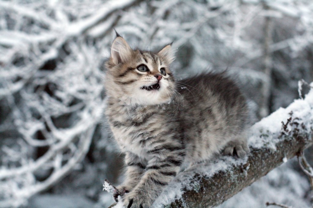 nerigirl8weeksinabluewinterday0117201422.jpg