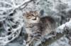 nerigirl8weeksinabluewinterday0117201422_small.jpg