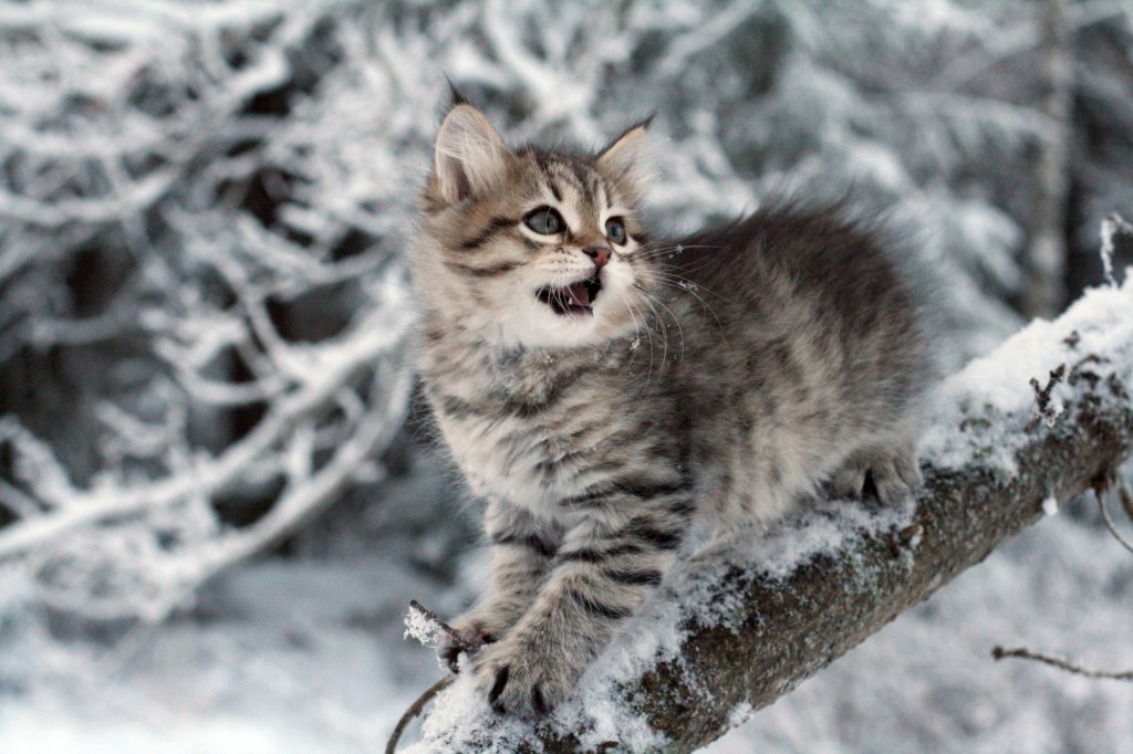 nerigirl8weeksinabluewinterday0117201423.jpg