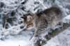 nerigirl8weeksinabluewinterday0117201425_small.jpg