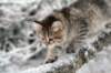 nerigirl8weeksinabluewinterday0117201426_small.jpg