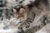 nerigirl8weeksinabluewinterday0117201427_small.jpg