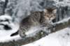 nerigirl8weeksinabluewinterday011720142_small.jpg