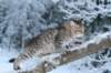 nerigirl8weeksinabluewinterday011720143_small.jpg