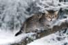 nerigirl8weeksinabluewinterday011720144_small.jpg