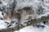 nerigirl8weeksinabluewinterday011720145_small.jpg