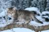 nerigirl8weeksinabluewinterday011720146_small.jpg