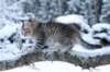 nerigirl8weeksinabluewinterday011720147_small.jpg
