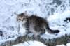nerigirl8weeksinabluewinterday011720149_small.jpg