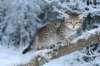 nerigirl8weeksinabluewinterday01172014_small.jpg