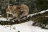 nikodemus145weeks3320142_small.jpg