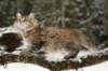 nikodemus145weeks3320144_small.jpg