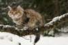 nikodemus145weeks3320146_small.jpg