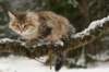 nikodemus145weeks3320147_small.jpg