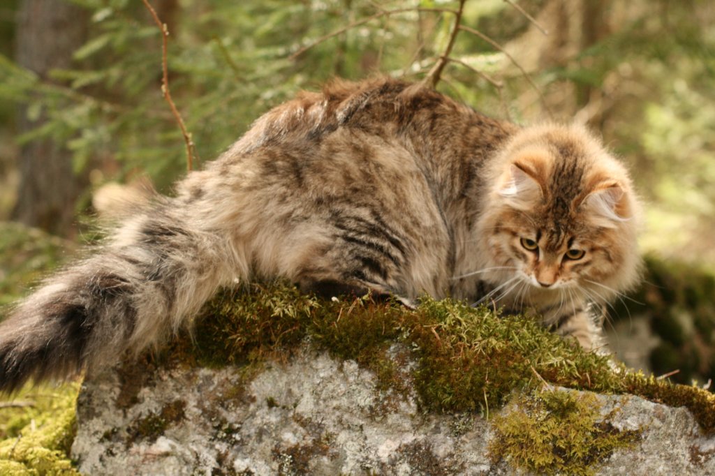 nikodemus55kuukautta75201418.jpg