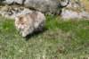 nikodemus55kuukautta75201426_small.jpg