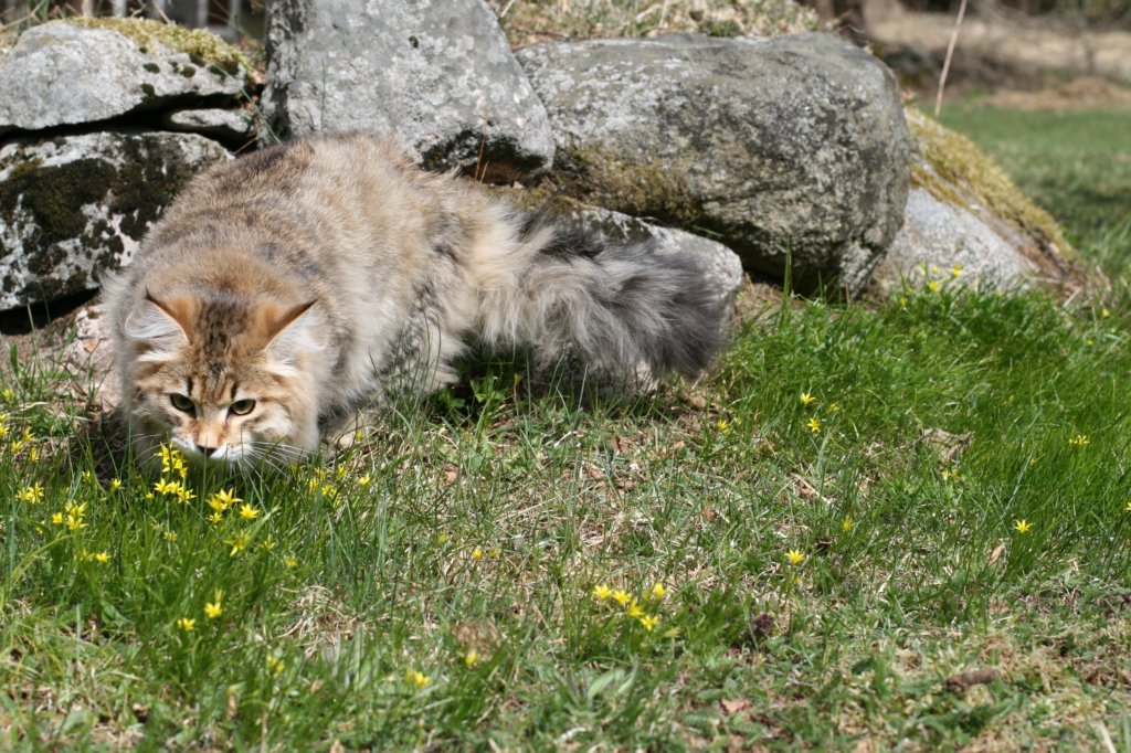 nikodemus55kuukautta75201428.jpg