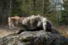 nikodemus55kuukautta75201429_small.jpg